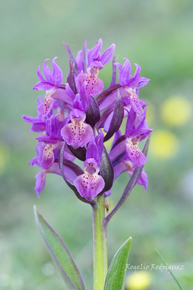 Imagen 15 de la galería de Orquideas